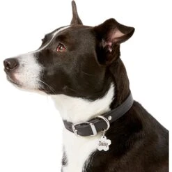 Frisco Stainless Steel Personalized Dog & Cat ID Tag, Flower 12 Frisco Stainless Steel Personalized Dog & Cat ID Tag, Flower -Frisco 153002 PT5. AC SS1800 V1540562264