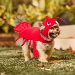Frisco Red Lobster Dog & Cat Costume -Frisco 158723 PT6. AC SS1800 V1659023888