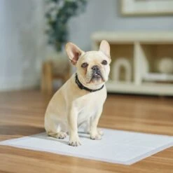 Frisco Dog Training Pads 11 Frisco Dog Training Pads -Frisco 173778 PT5. AC SS1800 V1674674461