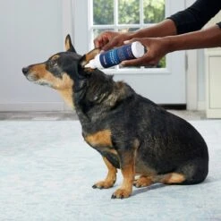 Frisco Advanced Ear Cleaner For Dogs & Cats, 8-oz Bottle -Frisco 178703 PT3. AC SS1800 V1581460105