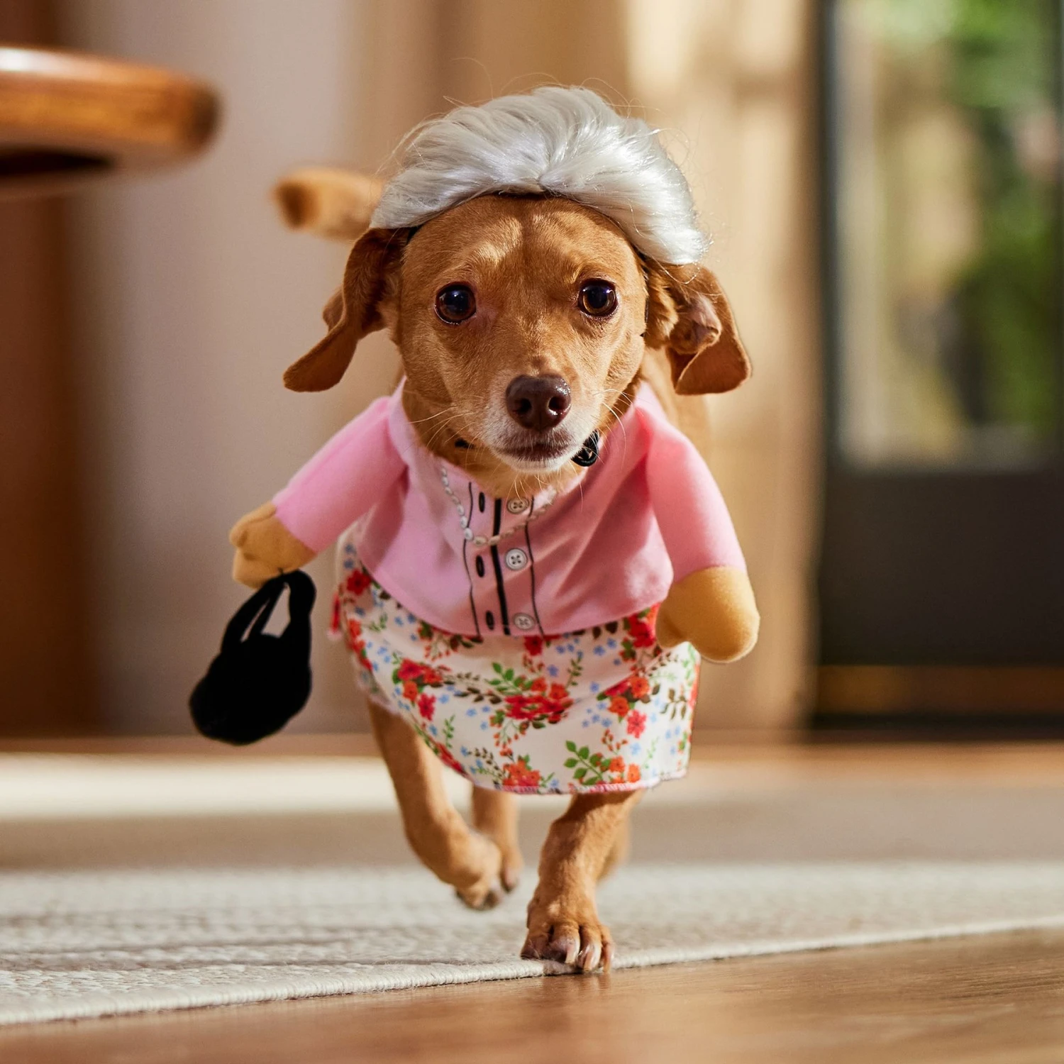 Frisco Front Walking Granny Dog & Cat Costume 9 Frisco Front Walking Granny Dog & Cat Costume - Image 9
