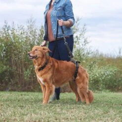 Frisco Rear Lift Handicapped Support Dog Harness 11 Frisco Rear Lift Handicapped Support Dog Harness -Frisco 220374 PT7. AC SS1800 V1605754619