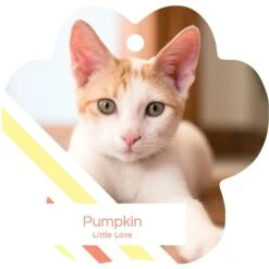 Frisco Peppermint Stripes Paw Shape Metal Personalized Dog & Cat Holiday Ornament 6 Frisco Peppermint Stripes Paw Shape Metal Personalized Dog & Cat Holiday Ornament -Frisco 249371 PT2. AC SS1800 V1602634570