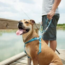 Frisco Outdoor Two Tone Waterproof Stinkproof PVC Dog Harness 9 Frisco Outdoor Two Tone Waterproof Stinkproof PVC Dog Harness -Frisco 256580 PT5. AC SS1800 V1625588974
