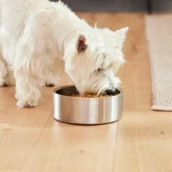 Frisco Insulated Non-Skid Flair Stainless Steel Dog & Cat Bowl 17 Frisco Insulated Non-Skid Flair Stainless Steel Dog & Cat Bowl -Frisco 261753 PT8. AC SS1800 V1623937545