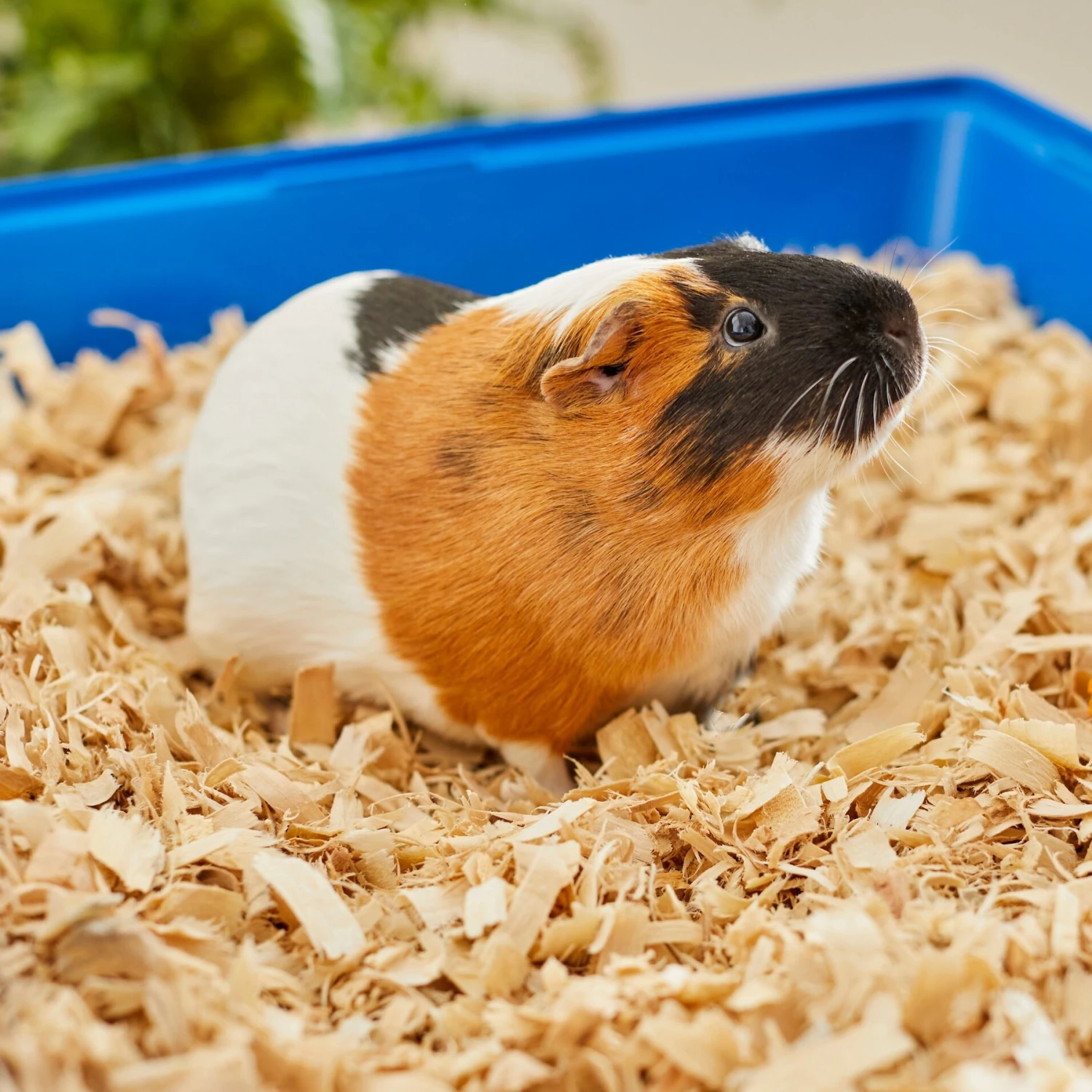 Frisco Aspen Wood Small Pet Bedding 5 Frisco Aspen Wood Small Pet Bedding - Image 5