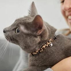 Leopard Print Cat Collar 8 Leopard Print Cat Collar -Frisco 269496 PT4. AC SS1800 V1617037438