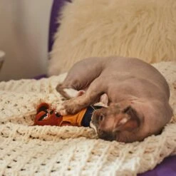 Frisco Halloween Good Bear, Bad Bear Reversible Plush Cat Toy With Catnip 8 Frisco Halloween Good Bear, Bad Bear Reversible Plush Cat Toy With Catnip -Frisco 270299 PT3. AC SS1800 V1624817131