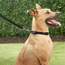 Frisco Solid Nylon Personalized Dog Leash 9 Frisco Solid Nylon Personalized Dog Leash -Frisco 270716 PT6. AC SS1800 V1628029678