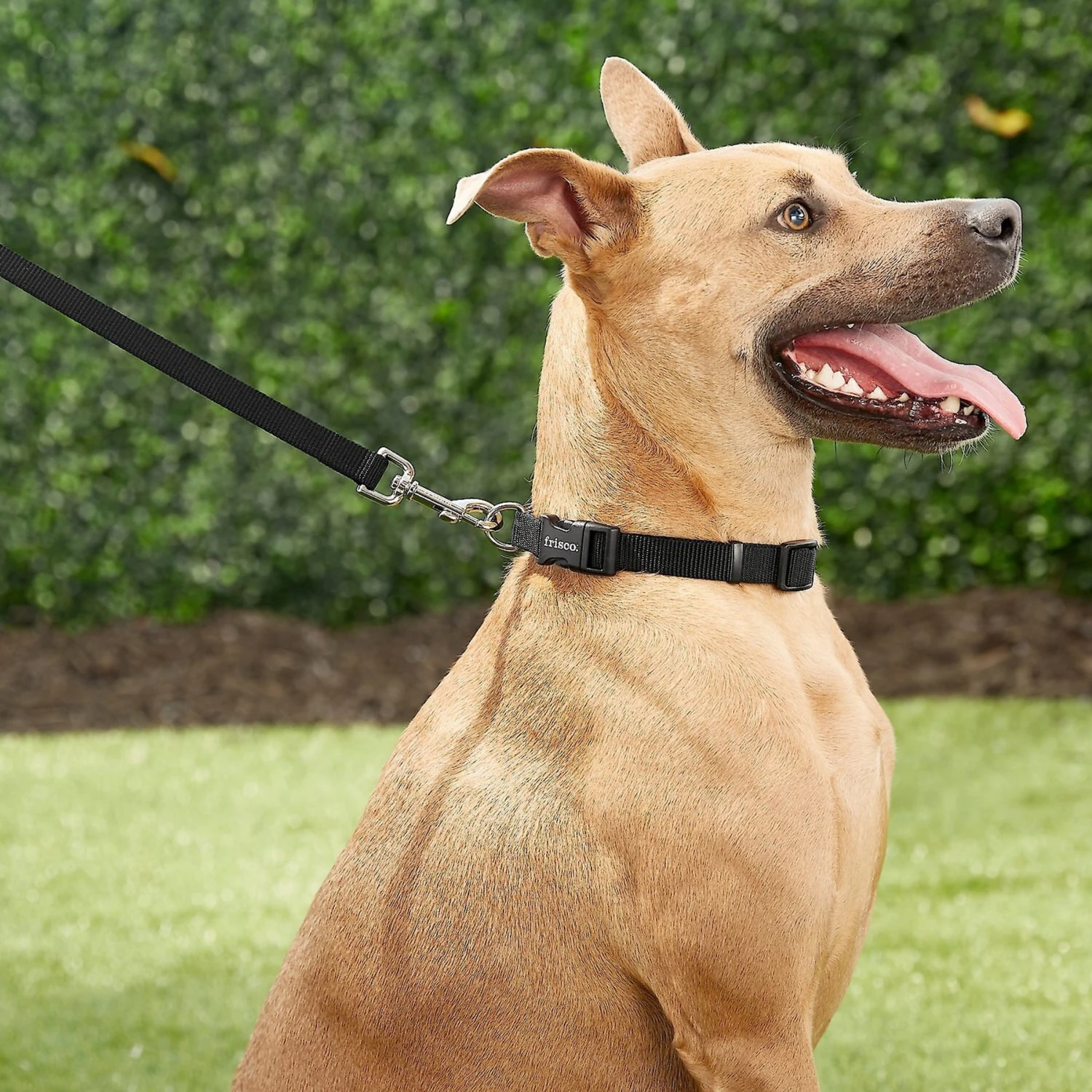 Frisco Solid Nylon Personalized Dog Leash 5 Frisco Solid Nylon Personalized Dog Leash - Image 5