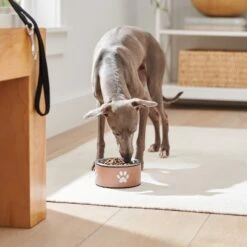 Frisco Paw Print Non-Skid Stainless Steel Dog & Cat Bowl -Frisco 277546 PT2. AC SS1800 V1630346697