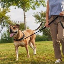 Frisco Basic No Pull Harness -Frisco 277873 PT4. AC SS1800 V1629816999