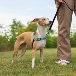 Frisco Padded Reflective No Pull Harness 9 Frisco Padded Reflective No Pull Harness -Frisco 277892 PT4. AC SS1800 V1629816716