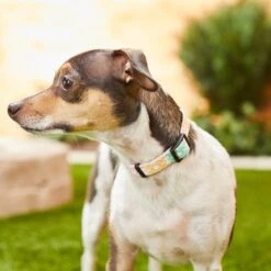 Frisco Pastel Tie Dye Polyester Personalized Dog Collar 9 Frisco Pastel Tie Dye Polyester Personalized Dog Collar -Frisco 280770 PT4. AC SS1800 V1621275733