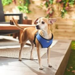 Frisco Padded Step-In Harness 9 Frisco Padded Step-In Harness -Frisco 287451 PT8. AC SS1800 V1631669389