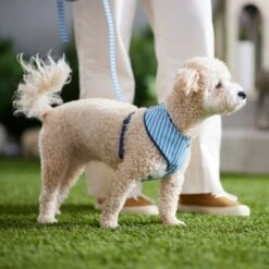 Frisco Fashion Over-The-Head Harness, Striped 9 Frisco Fashion Over-The-Head Harness, Striped -Frisco 287479 PT8. AC SS1800 V1632315513