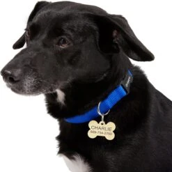 Frisco Brass Personalized Dog ID Tag 9 Frisco Brass Personalized Dog ID Tag -Frisco 296191 PT6. AC SS1800 V1628186565