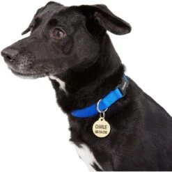 Frisco Brass Personalized Dog & Cat ID Tag, Round 9 Frisco Brass Personalized Dog & Cat ID Tag, Round -Frisco 296194 PT6. AC SS1800 V1628186507