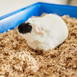 Frisco High Sided Small Pet Litter Box & Frisco Small Pet Paper Bedding -Frisco 301934 PT6. AC SS1800 V1644966762