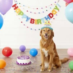 Frisco Birthday Cake Dog & Cat Hat & Frisco It's My Birthday Dog & Cat T-Shirt, Pink 12 Frisco Birthday Cake Dog & Cat Hat & Frisco It's My Birthday Dog & Cat T-Shirt, Pink -Frisco 302398 PT3. AC SS1800 V1623061661