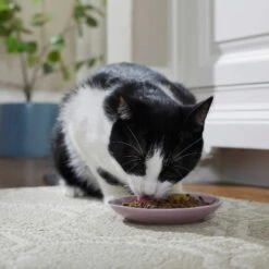 Frisco Paris Non-skid Ceramic Cat Dish & Frisco Paris Non-skid Ceramic Cat Dish 13 Frisco Paris Non-skid Ceramic Cat Dish & Frisco Paris Non-skid Ceramic Cat Dish -Frisco 302490 PT4. AC SS1800 V1623074555