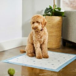 Frisco Fold & Carry Single Door Collapsible Wire Dog Crate & Frisco Premium Extra Large Printed Dog Training & Potty Pads 17 Frisco Fold & Carry Single Door Collapsible Wire Dog Crate & Frisco Premium Extra Large Printed Dog Training & Potty Pads -Frisco 303438 PT8. AC SS1800 V1623051743