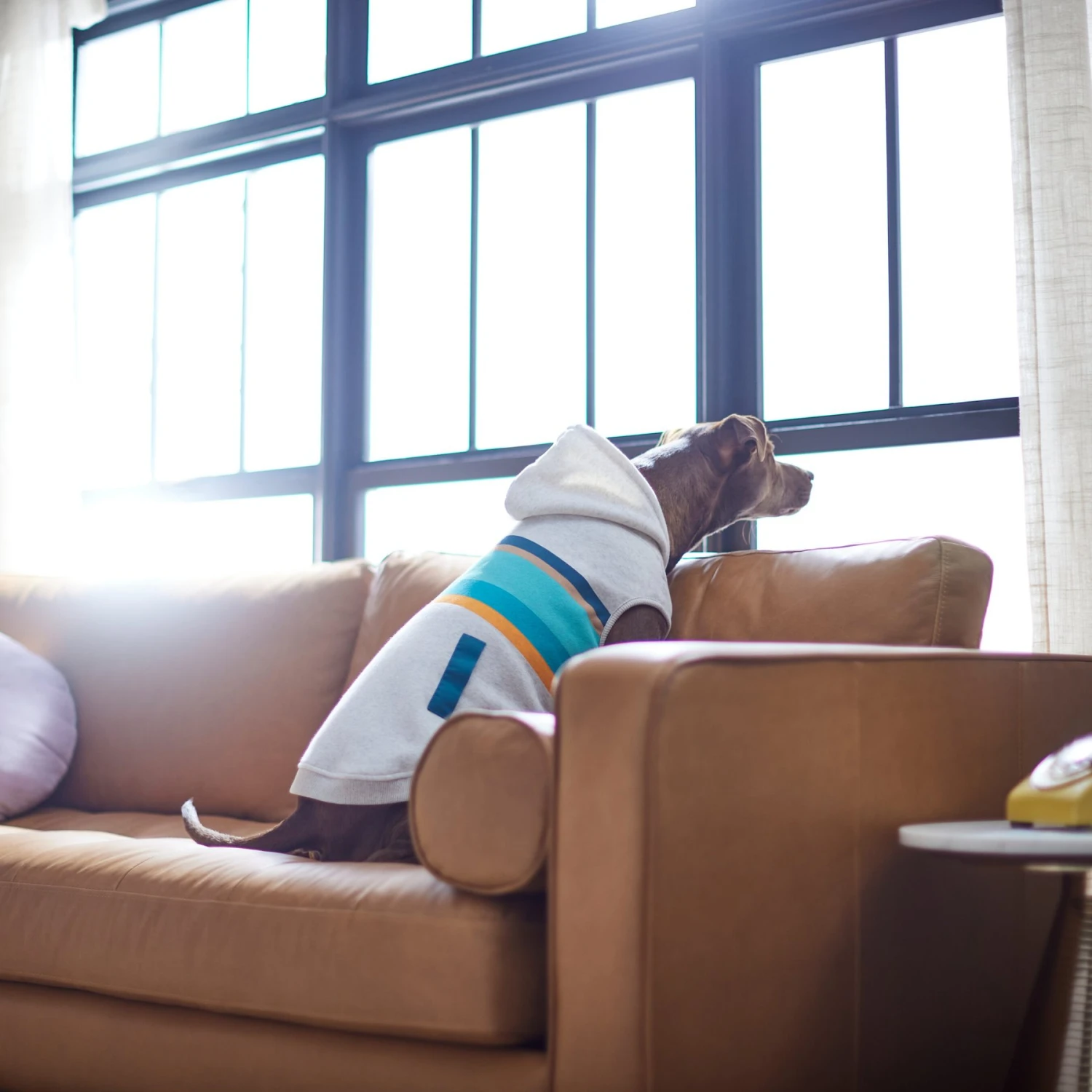 Frisco Striped Dog & Cat Hoodie 7 Frisco Striped Dog & Cat Hoodie - Image 7