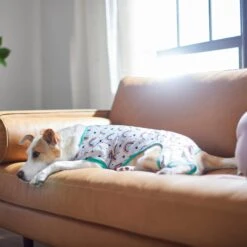 Frisco Rainbow Dog & Cat PJs 9 Frisco Rainbow Dog & Cat PJs -Frisco 312283 PT8. AC SS1800 V1644879887