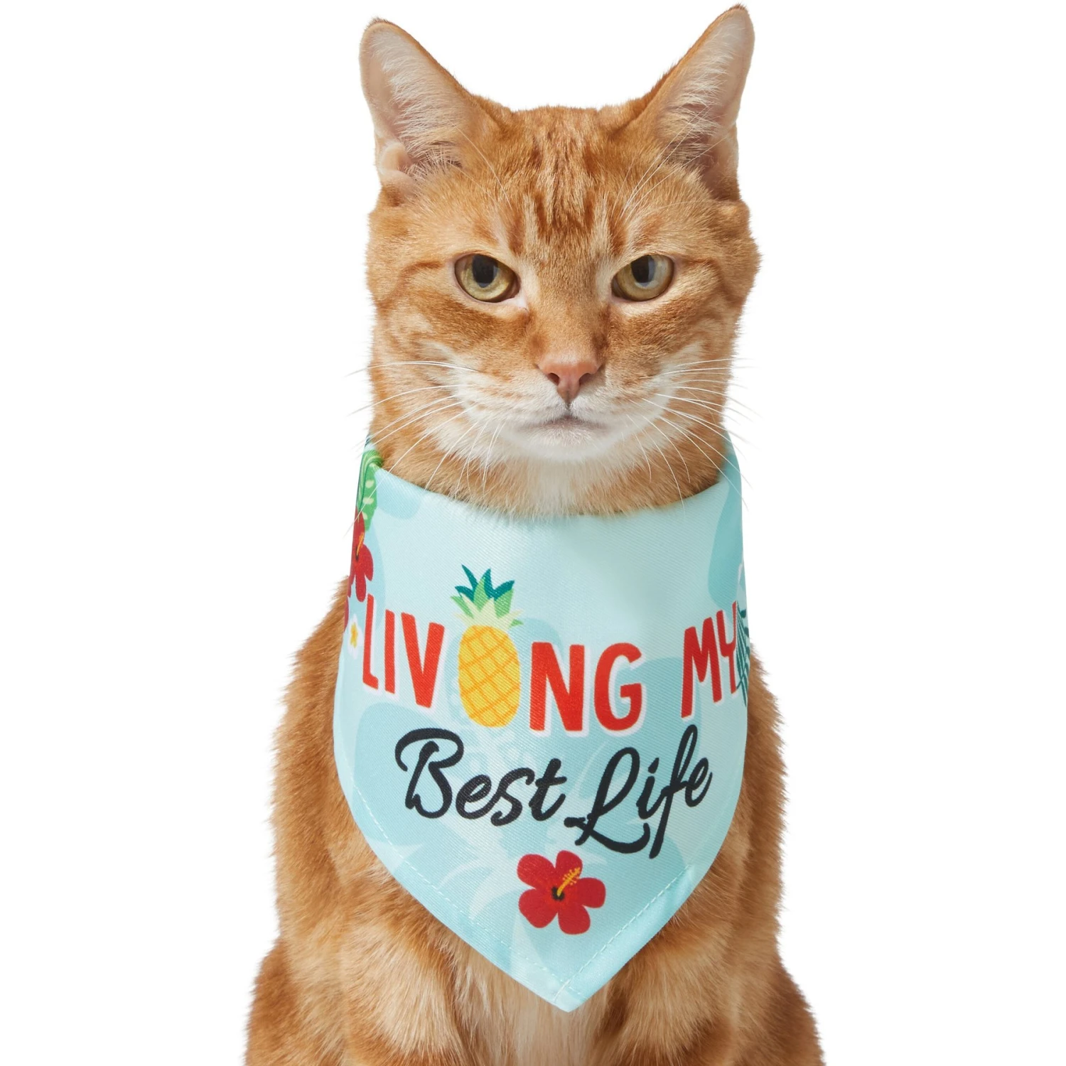 Frisco Living My Best Life Dog & Cat Bandana 3 Frisco Living My Best Life Dog & Cat Bandana - Image 3