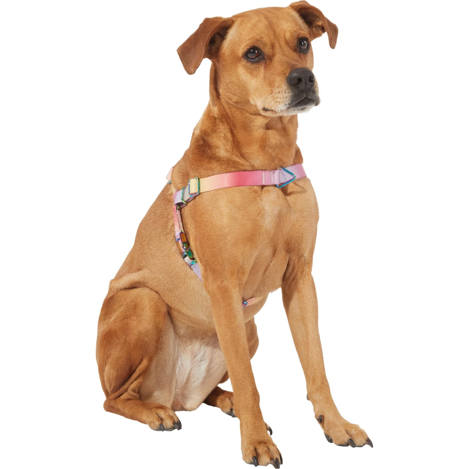 Frisco Pink Ombre Style Dog Harness 3 Frisco Pink Ombre Style Dog Harness - Image 3