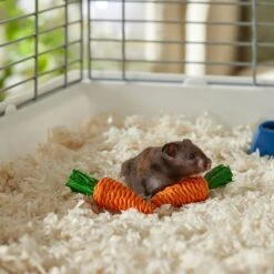 Frisco Carrot Small Pet Chew Toy 6 Frisco Carrot Small Pet Chew Toy -Frisco 330867 PT2. AC SS1800 V1659546417