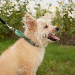 Frisco Outdoor Running Martingale Dog Collar -Frisco 331413 PT3. AC SS1800 V1662644747