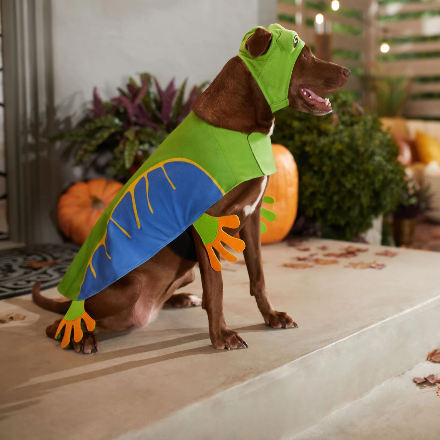 Frisco Frog Dog & Cat Costume 6 Frisco Frog Dog & Cat Costume - Image 6