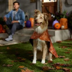 Frisco Spider Webbed Dog & Cat Costume Cape -Frisco 334972 PT6. AC SS1800 V1657729812