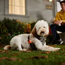 Frisco Halloween Over-The-Head Reflective Bat Wing Vest Harness -Frisco 347515 PT7. AC SS1800 V1657657091