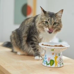 Frisco Cat Face Floral Wide Shape Elevated Non-Skid Ceramic Cat Bowl 8 Frisco Cat Face Floral Wide Shape Elevated Non-Skid Ceramic Cat Bowl -Frisco 363377 PT3. AC SS1800 V1657657267