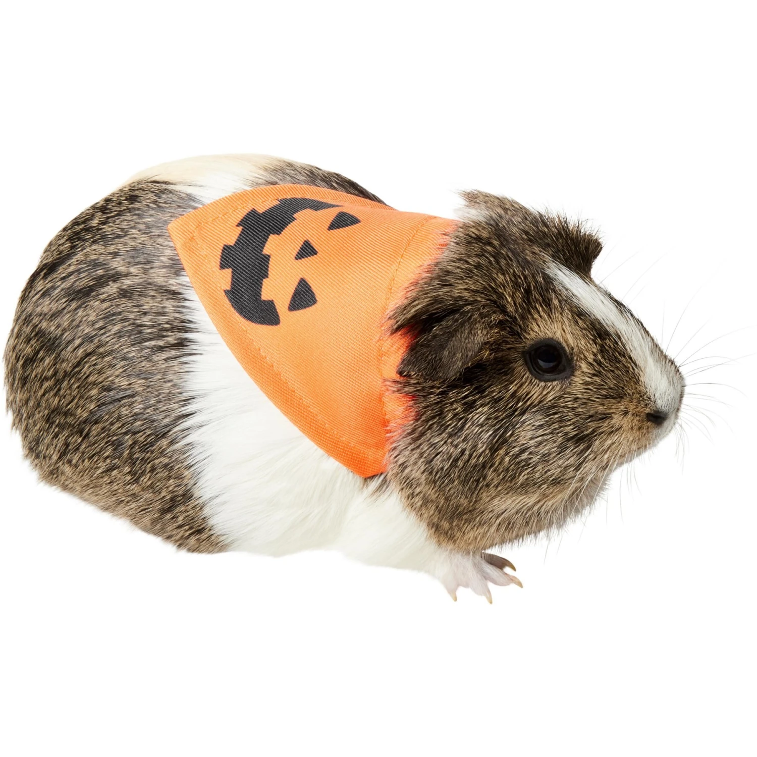 Frisco Jack O' Lantern Pumpkin Small Pet Bandana 1 Frisco Jack O' Lantern Pumpkin Small Pet Bandana
