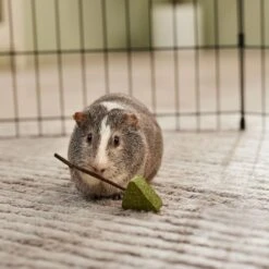 Frisco Hay Trees Small Pet Toy 5 Frisco Hay Trees Small Pet Toy -Frisco 536894 PT3. AC SS1800 V1668902550