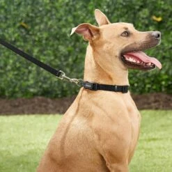 Frisco Orthopedic Pillow Cat & Dog Bed + 4 Items -Frisco 623758 PT4. AC SS1800 V1662741678