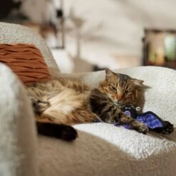 Frisco Halloween Cutie Bat Plush Cat Toy With Catnip 6 Frisco Halloween Cutie Bat Plush Cat Toy With Catnip -Frisco 668038 PT3. AC SS1800 V1689271242