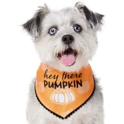 Frisco Hey There Pumpkin Dog & Cat Bandana 9 Frisco Hey There Pumpkin Dog & Cat Bandana -Frisco 706374 PT2. AC SS1800 V1690478413