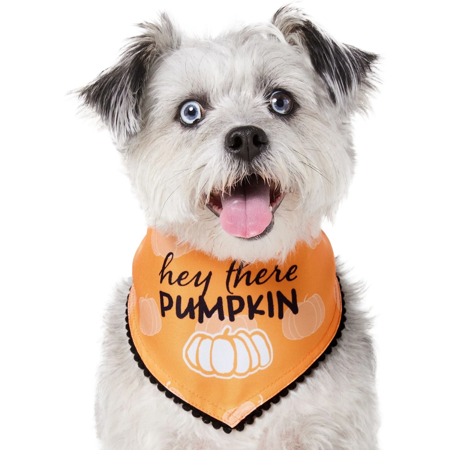 Frisco Hey There Pumpkin Dog & Cat Bandana 3 Frisco Hey There Pumpkin Dog & Cat Bandana - Image 3