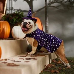 Frisco Cosmic Witch Dog & Cat Costume -Frisco 708982 PT7. AC SS1800 V1689350987