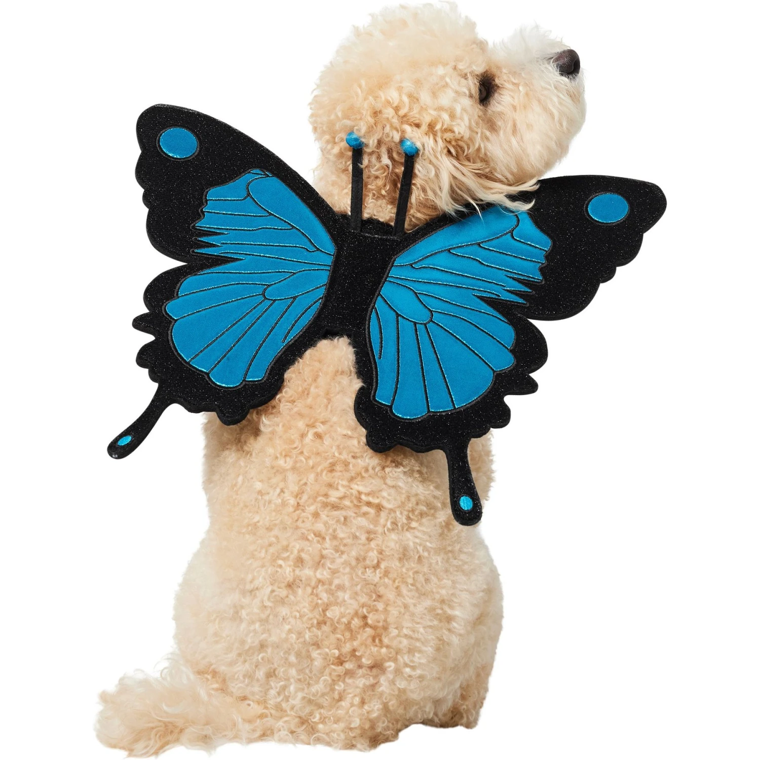 Frisco Magical Butterfly Wings Dog & Cat Costume Accessory 1 Frisco Magical Butterfly Wings Dog & Cat Costume Accessory