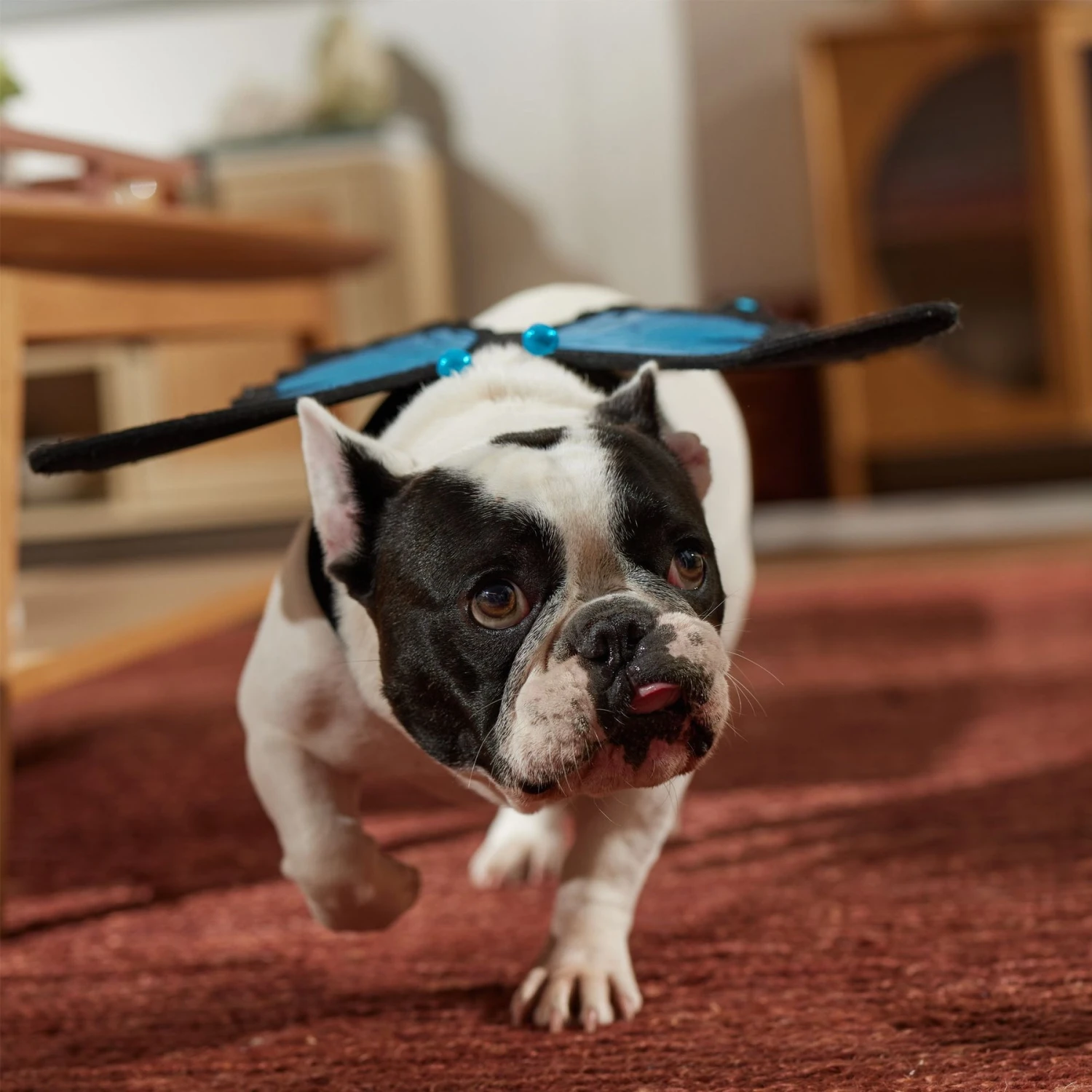 Frisco Magical Butterfly Wings Dog & Cat Costume Accessory 6 Frisco Magical Butterfly Wings Dog & Cat Costume Accessory - Image 6