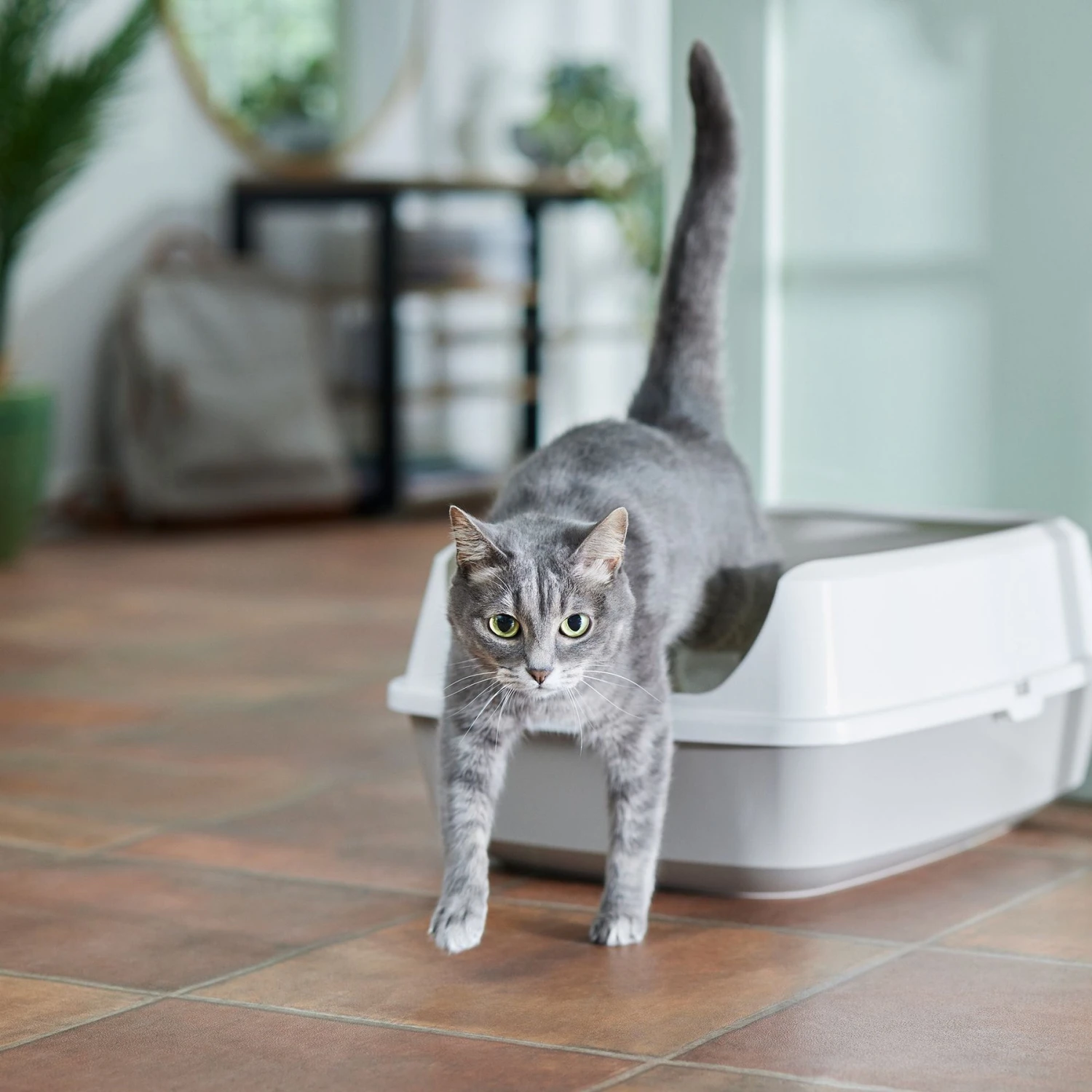 Frisco Open Top Cat Litter Box With Rim, Large & Frisco Plastic Litter Scooper With Caddy 2 Frisco Open Top Cat Litter Box With Rim, Large & Frisco Plastic Litter Scooper With Caddy - Image 2