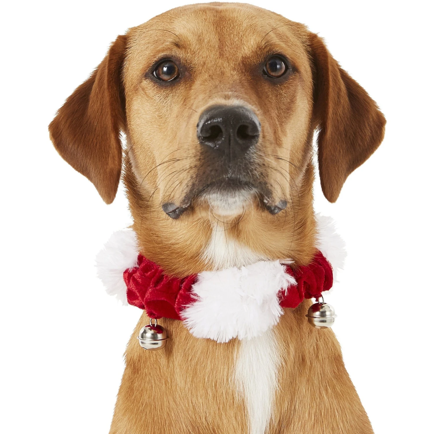 Frisco Jingle Bells Dog & Cat Holiday Collar With Bells, 1 Count & Frisco Holiday Antler Headband & Bell Collar Dog & Cat Costume 4 Frisco Jingle Bells Dog & Cat Holiday Collar With Bells, 1 Count & Frisco Holiday Antler Headband & Bell Collar Dog & Cat Costume - Image 4